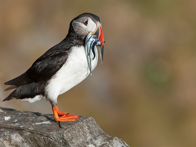 A puffin with fish in its beak