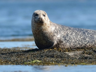 A seal sunbathing on a rock