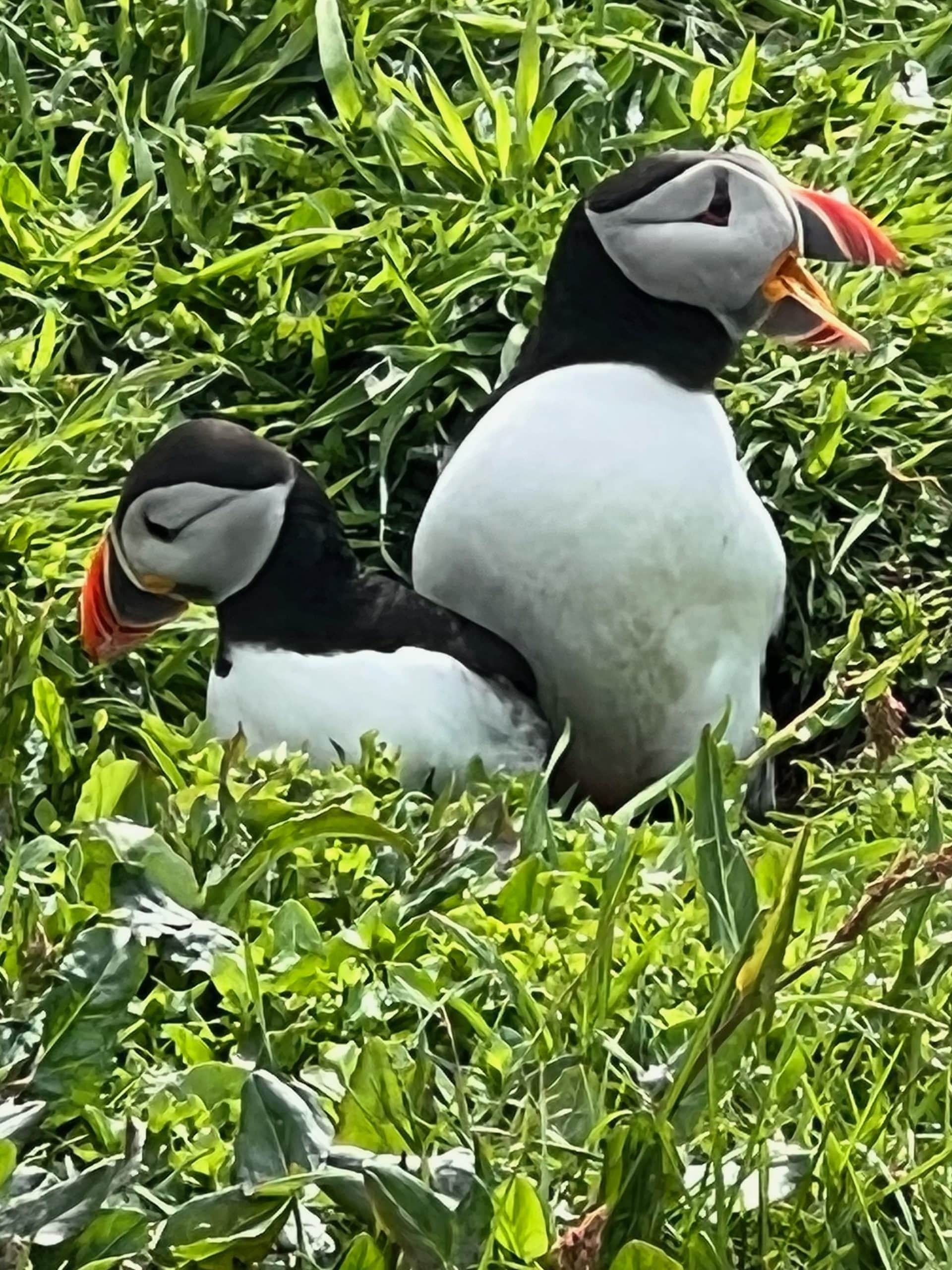 Wildlife of the Western Isles Cruise Log