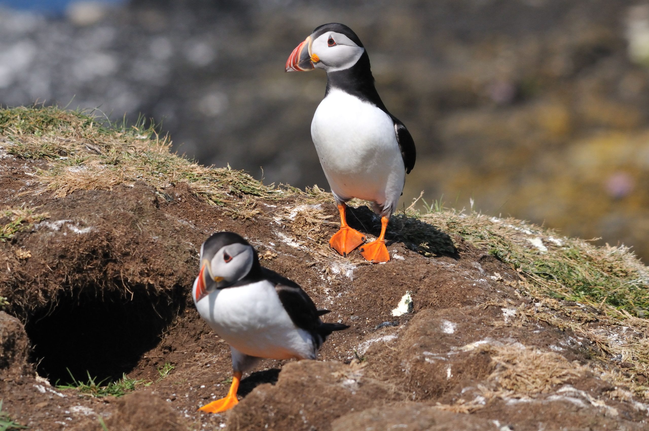 Western Isles Wildlife Cruise Log