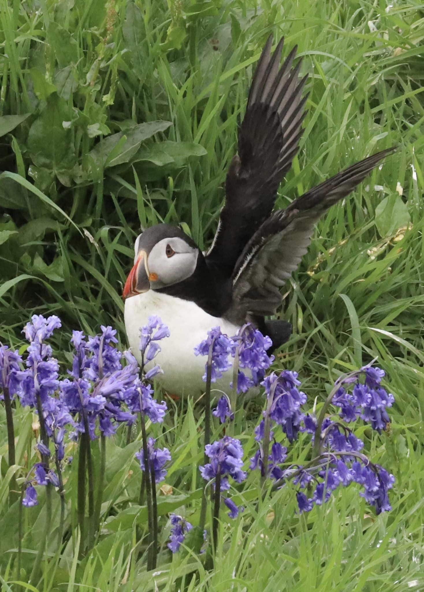 St Kilda & Outer Isles Wildlife Cruise Log