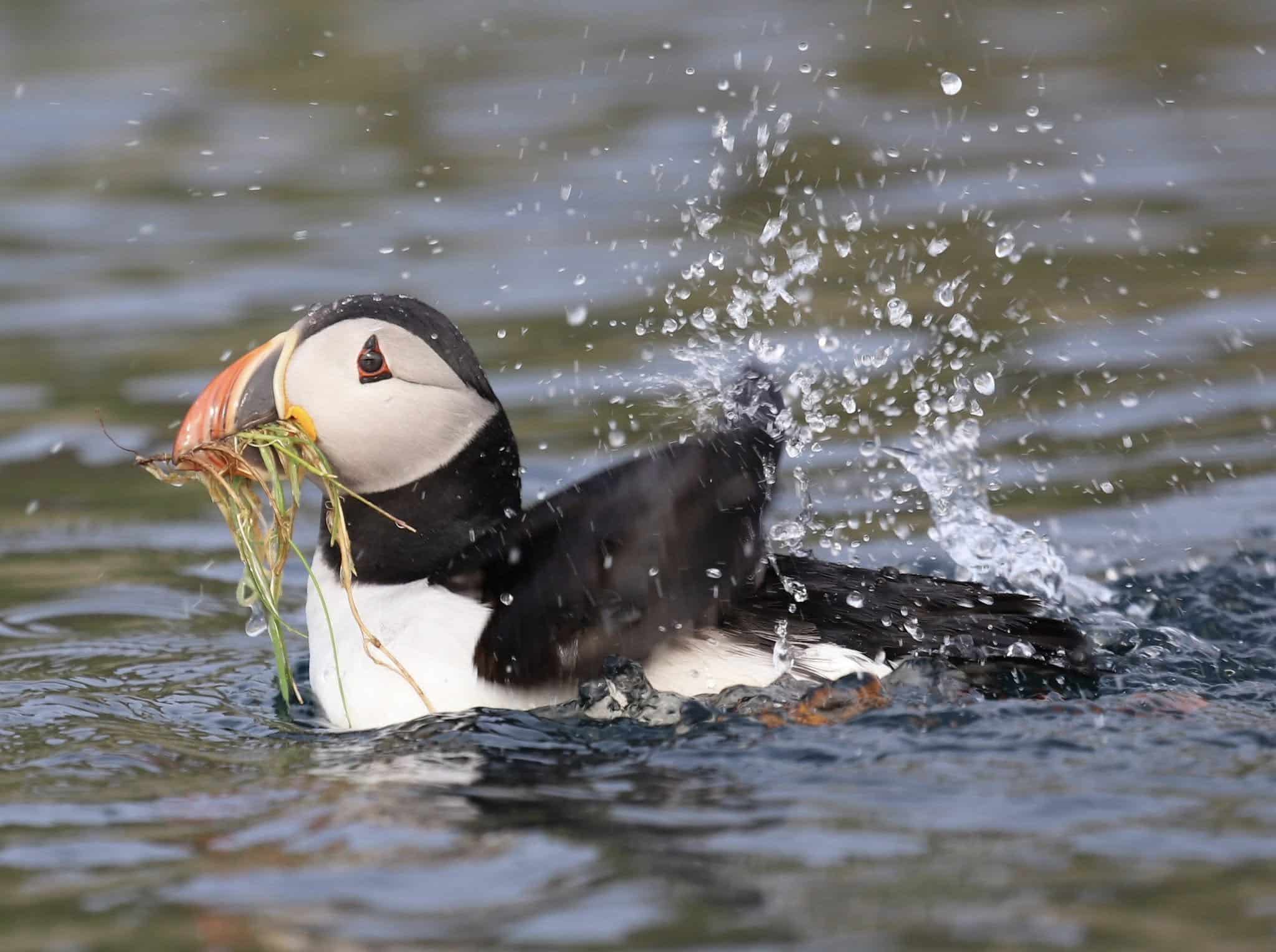 St Kilda Wildlife Safari